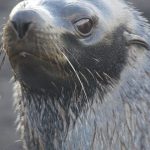 Equipos científicos mantienen alerta activa para detectar la evolución de la gripe aviar en especies antárticas